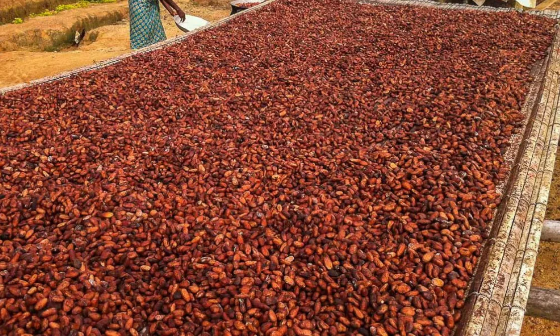 Memahami Apa Itu Proses Fermentasi Biji Kakao? Berikut Detailnya — free download